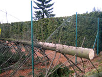 Spadl� strom na plot