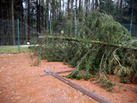 Spadl� strom na plot