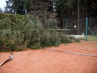 Spadl� strom na plot