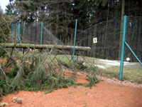 Spadl� strom na plot