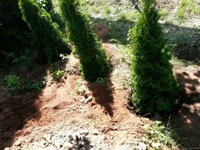 Zasazen� nov� t�je