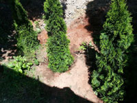 Zasazen� nov� t�je