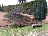 Spadl� strom na plot