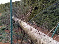 Spadl� strom na plot