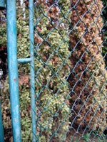 Opraven� branka na dvorci �.5