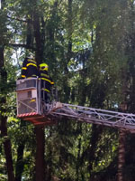 Stromy po vich�ici