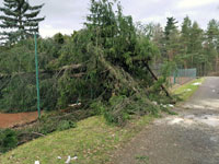 Spadl� stromy na plot�