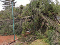 Spadl� stromy na plot�