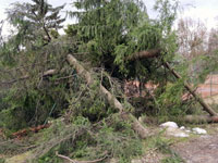 Spadl� stromy na plot�