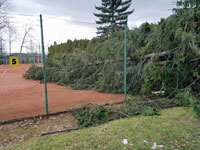 Spadl� strom na dvorci �.5