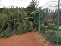 Spadl� strom na dvorci �.5