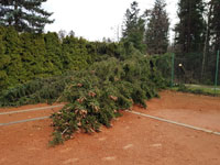 Spadl� strom na dvorci �.5