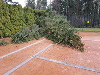 Spadl� strom na dvorci �.5