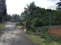 Spadl� stromy na plot�