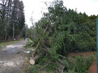 Spadl� stromy na plot�