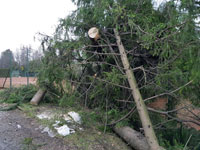 Spadl� stromy na plot�