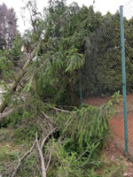 Spadl� stromy na plot�