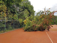 Spadl� strom na dvorci �.3