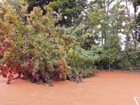 Spadl� strom na dvorci �.3