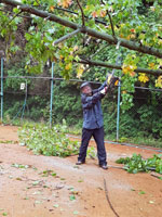 Ren� Farga� p�i �ez�n� stromu