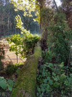 Spadl� strom na dvorci �.3