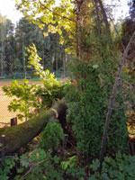 Spadl� strom na dvorci �.3