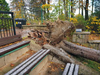 Mohutn� ko�eny stromu