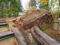 Mohutn� ko�eny stromu