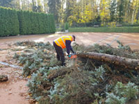 Roman p�i �ez�n� stromu