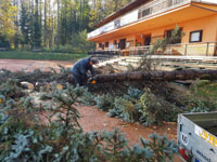 Ren� p�i �ez�n� stromu