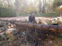 Ren� p�i �ez�n� stromu