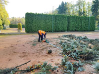 Roman p�i �ez�n� stromu