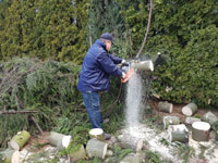 Ren� p�i �ez�n� stromu