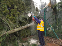 Roman p�i �ez�n� stromu