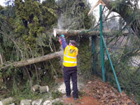 Roman p�i �ez�n� stromu