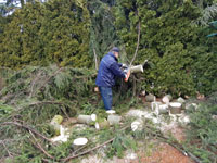 Ren� p�i �ez�n� stromu