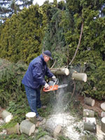 Ren� p�i �ez�n� stromu