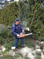 Ren� p�i �ez�n� stromu