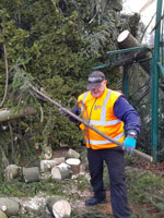 Roman p�i �ez�n� stromu