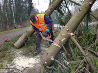 Roman p�i �ez�n� stromu