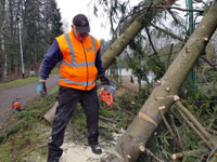 Roman p�i �ez�n� stromu