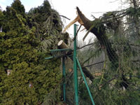 Zbytky strom� na brance