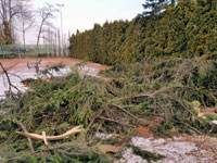 Zbytky v�tv� na dvorci