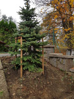 Nov� strom na centr�ln�m dvorci