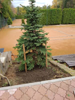 Nov� strom na centr�ln�m dvorci