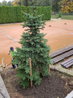 Nov� strom na centr�ln�m dvorci