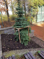 Nov� strom na centr�ln�m dvorci