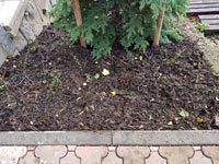 Nov� zasan� ke�e a k�ra