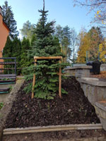 Nov� strom na centr�ln�m dvorci