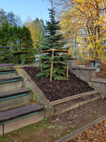 Nov� strom na centr�ln�m dvorci